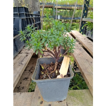 UBIOREK jasno różowy wiecznie zielony miododajny - sadzonki 10 / 15 cm